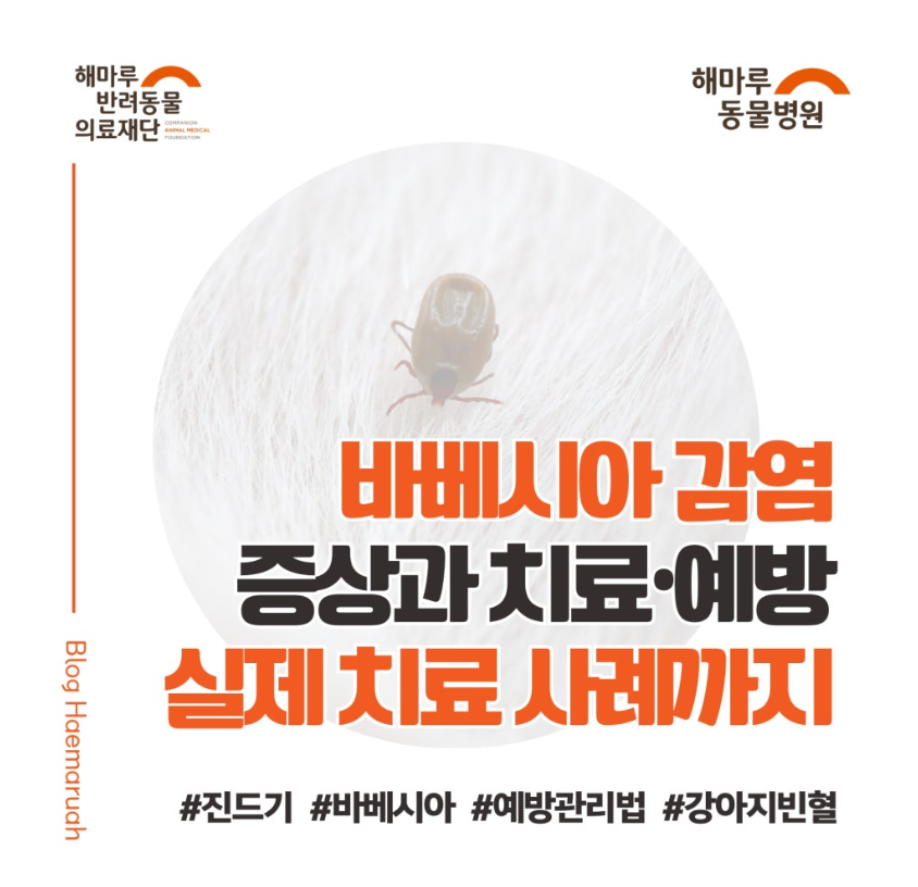 진료케이스 이미지