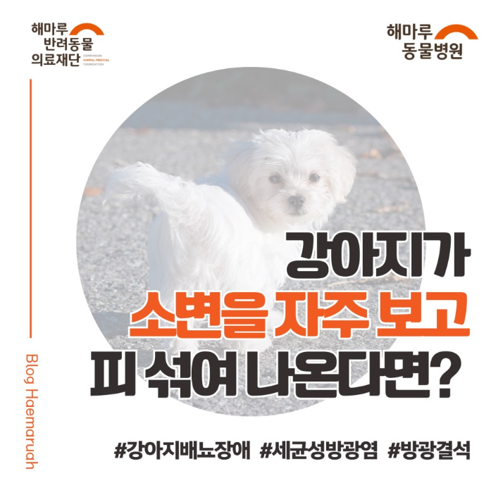 진료케이스 이미지