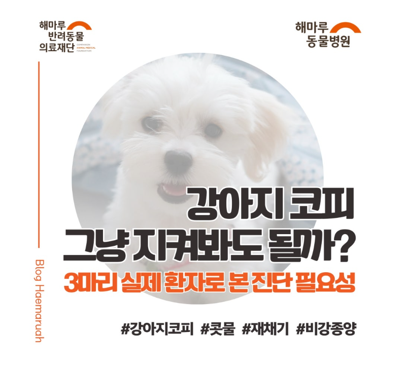 진료케이스 이미지