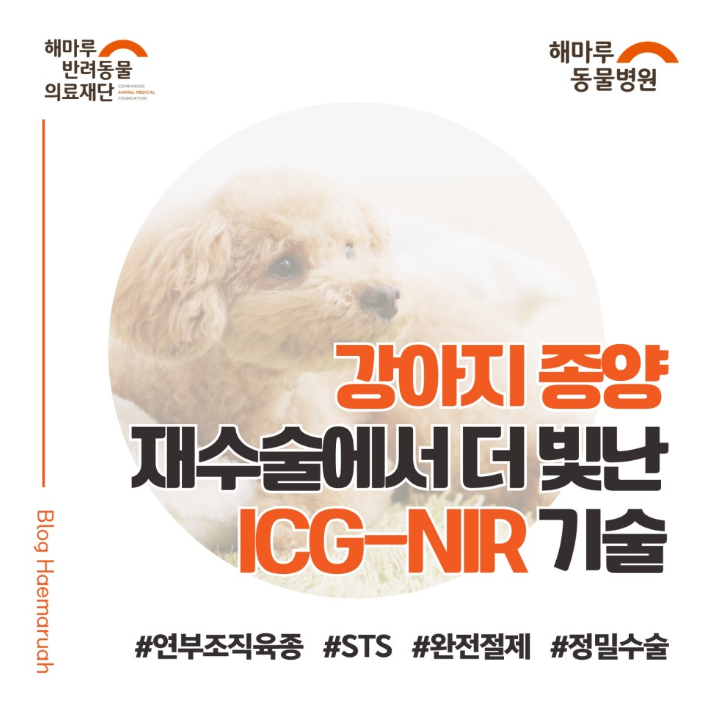 진료케이스 이미지