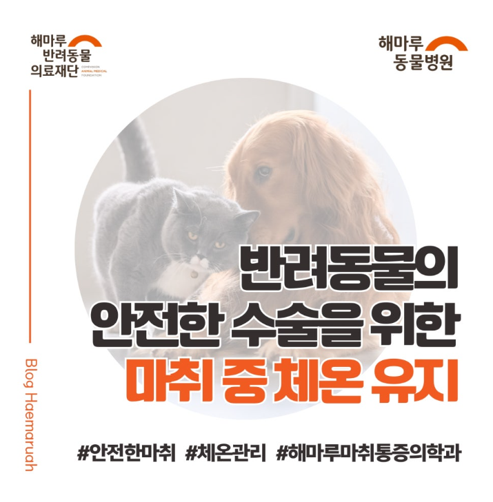 진료케이스 이미지