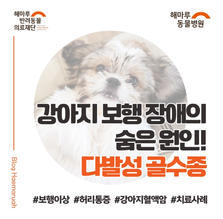 진료케이스 이미지