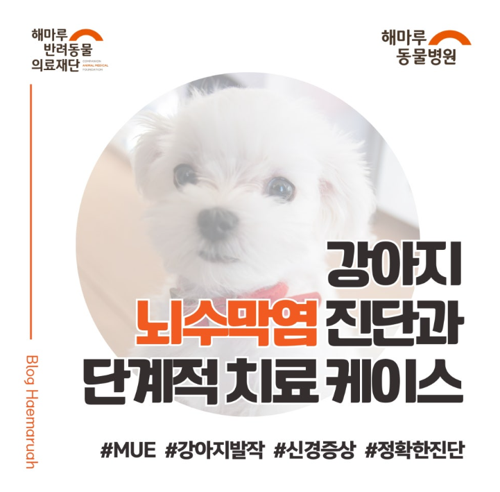 진료케이스 이미지