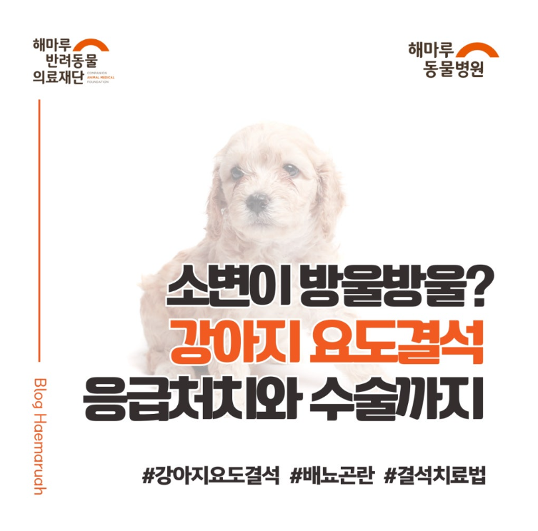 진료케이스 이미지