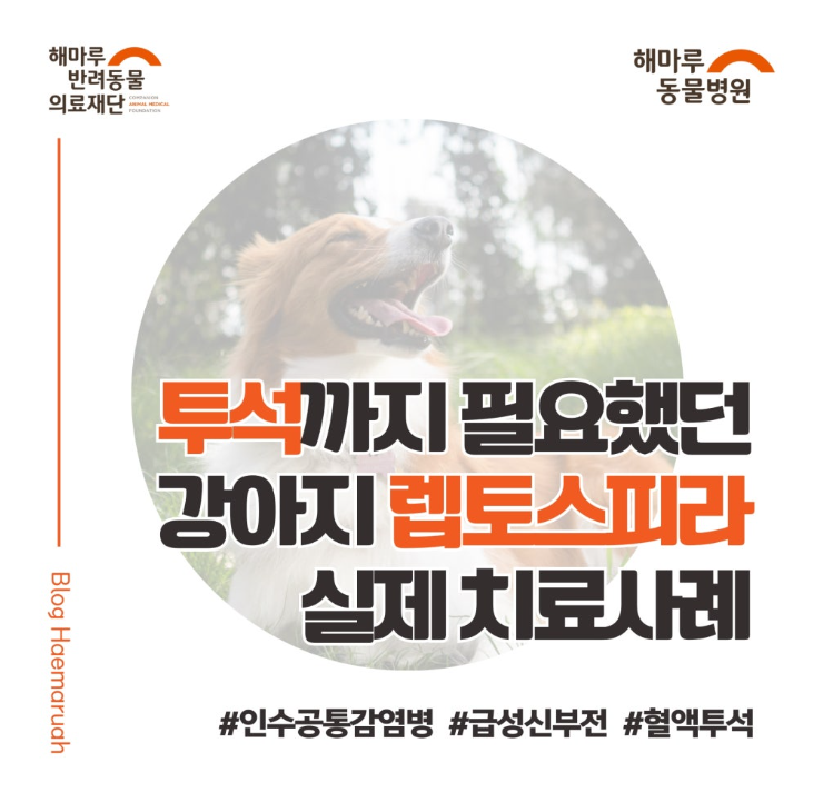 인수 공통감염병 렙토스피라 감염 후 급성 신부전... 투석(CRRT) 치료로 회복한 강아지 사례 썸네일