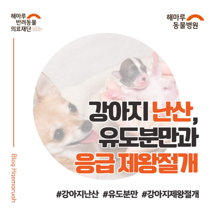 강아지 난산, 이런 증상 보이면 응급! 옥시토신 유도분만과 응급 제왕절개로 분만 성공한 사례 썸네일