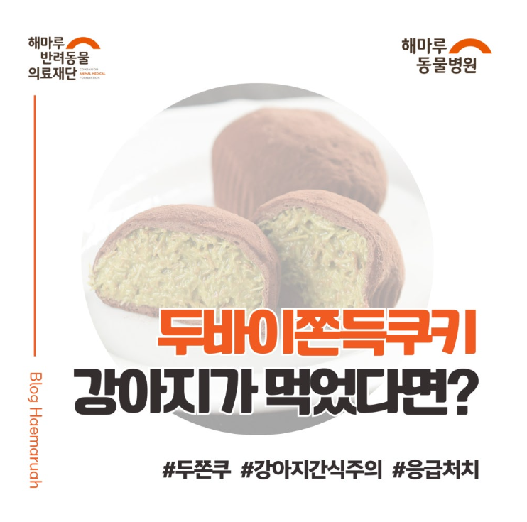 유행하는 두바이쫀득쿠키, 강아지가 먹었다면? 초콜릭 중독 위험 대처법과 응급진료 썸네일
