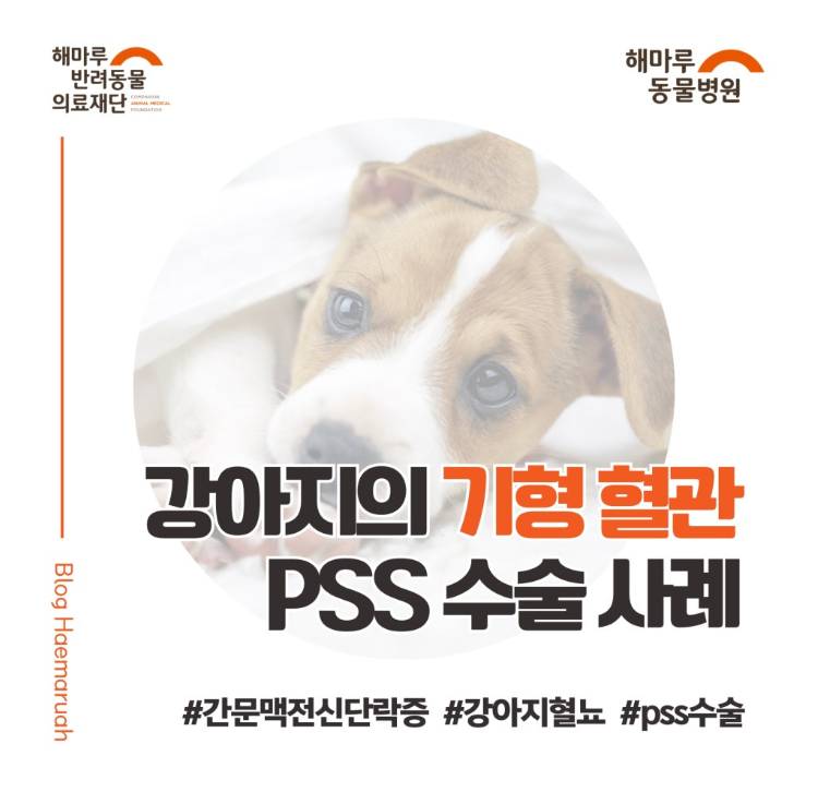 혈뇨 강아지에서 확인된 구불거리는 기형 혈관? 간문맥 전신 단락증(PSS) 진단과 치료 썸네일