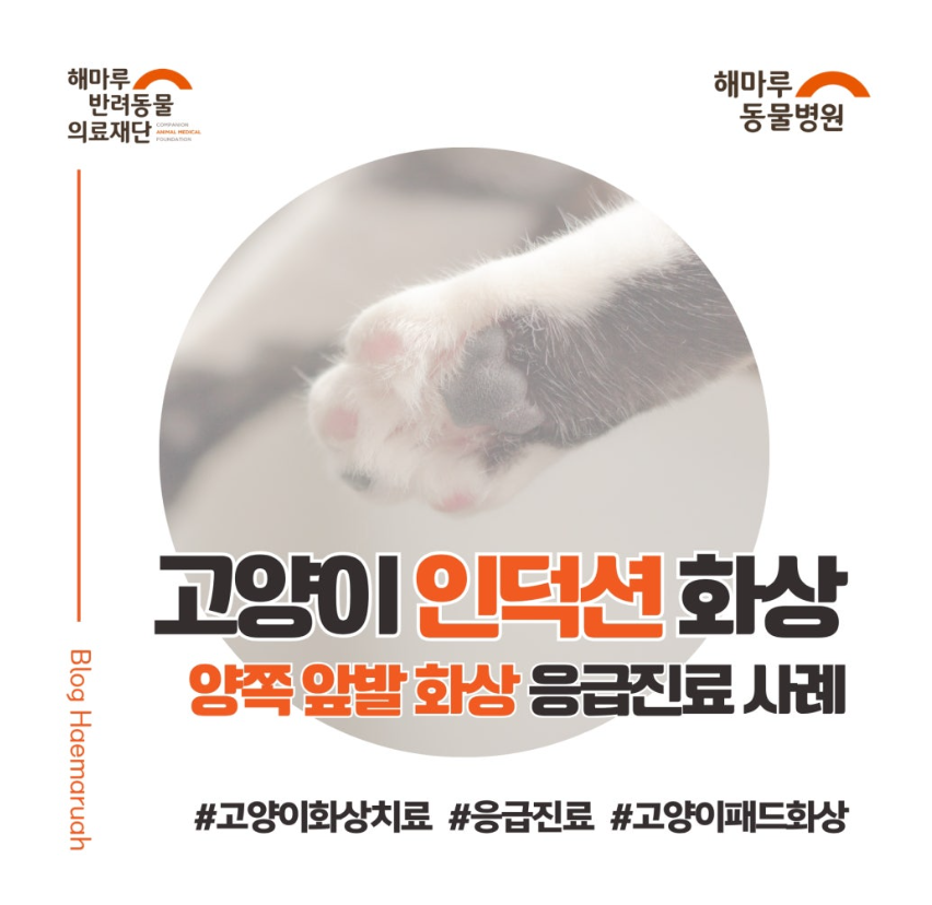 고양이 인덕션 화상, 전원 꺼도 위험합니다! 화상 입은 고양이 실제 치료 과정과 응급 대처법 썸네일