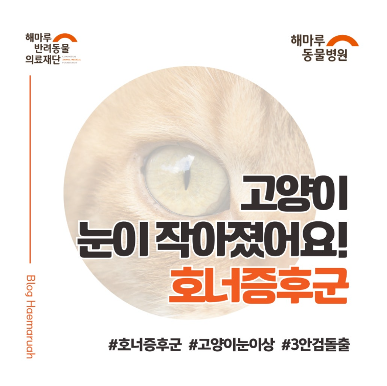 고양이 호너증후군, 갑자기 동공이 작아진다? 안과 질환인 줄 알았는데 귀 질환 때문이었던 실제 진료 사례 썸네일