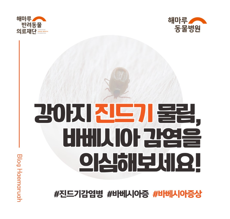 강아지 진드기 물림, 바베시아 증상일 수 있습니다 | 빈혈, 황달까지 이어지는 감염병 썸네일