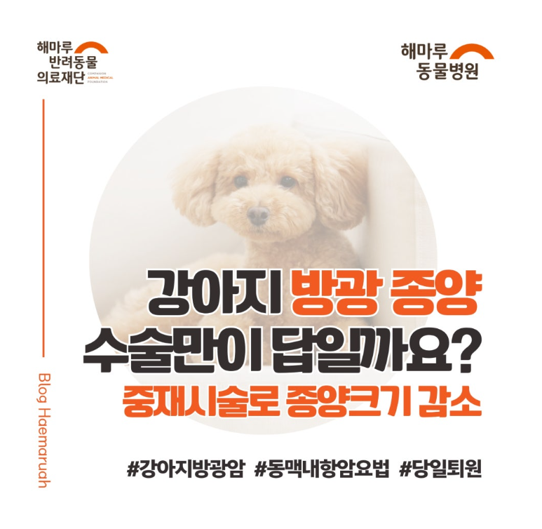 강아지 방광 종양, 꼭 수술만이 답일까요? 중재시술로 수술 없이 종양 크기 감소(당일 퇴원) 썸네일