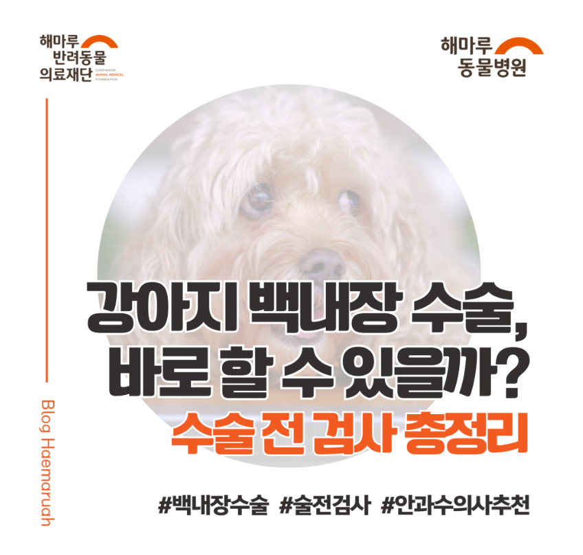 "강아지 백내장 수술, 바로 할 수 있을까요?" 수술 전 꼭 필요한 검사 총정리 썸네일