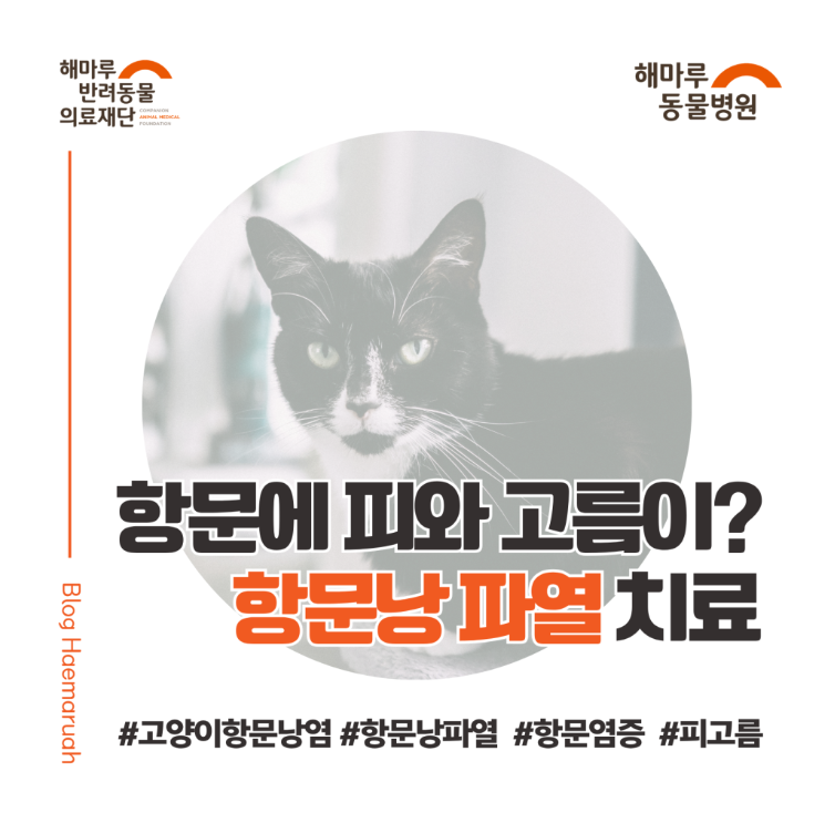 고양이 항문에서 피와 고름이 보여요? 항문낭 파열 응급 치료 사례 썸네일