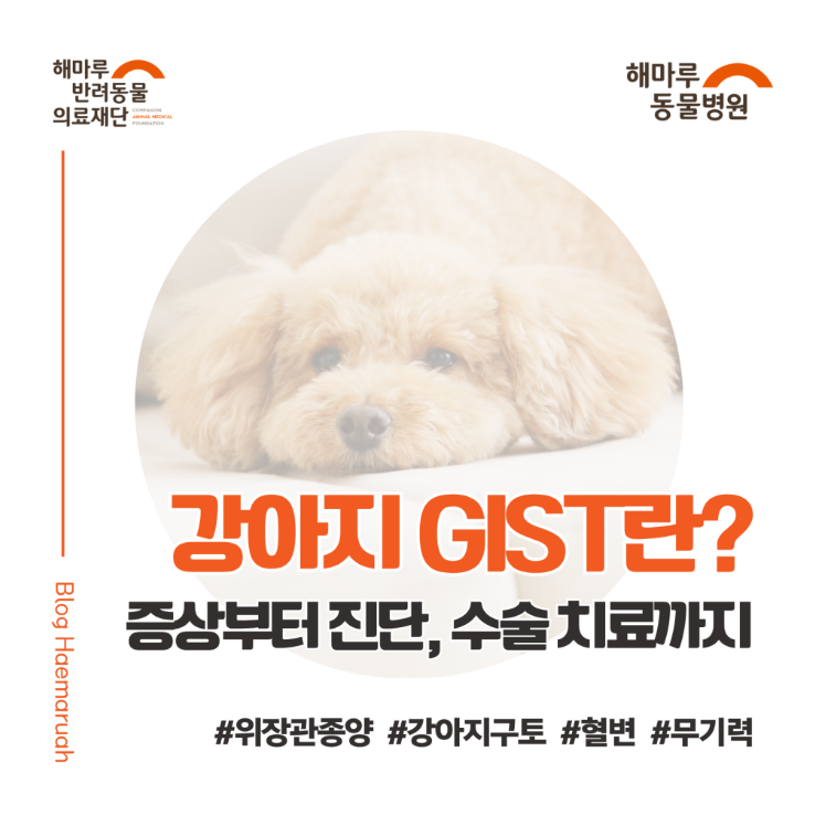 강아지 GIST란? 위장관 종양의 증상부터 진단, 수술 치료까지 썸네일