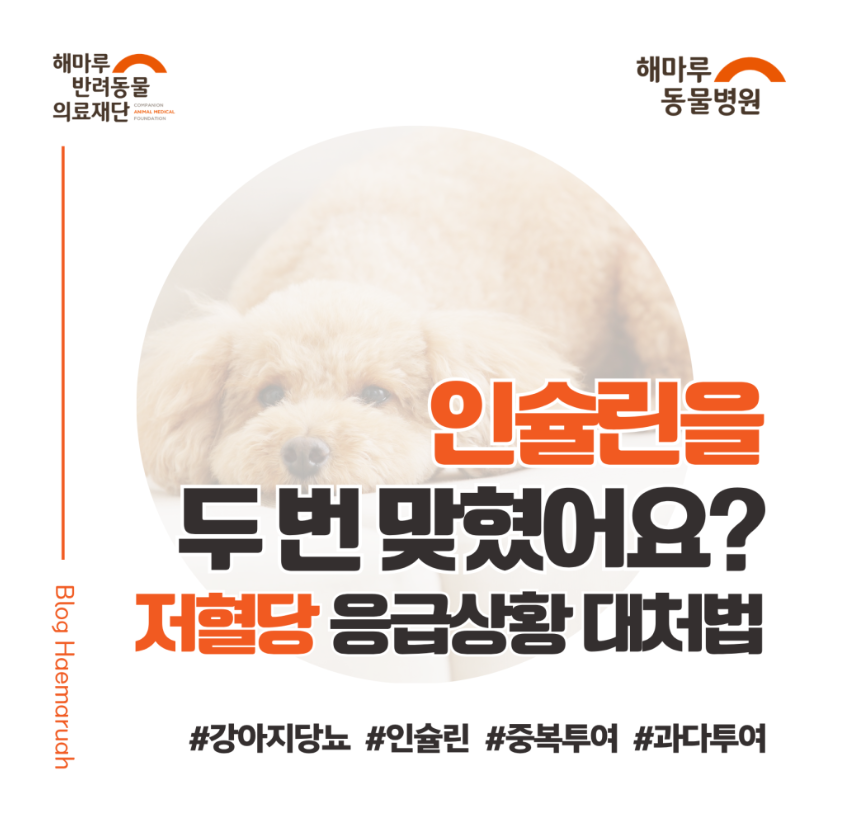진료케이스 이미지