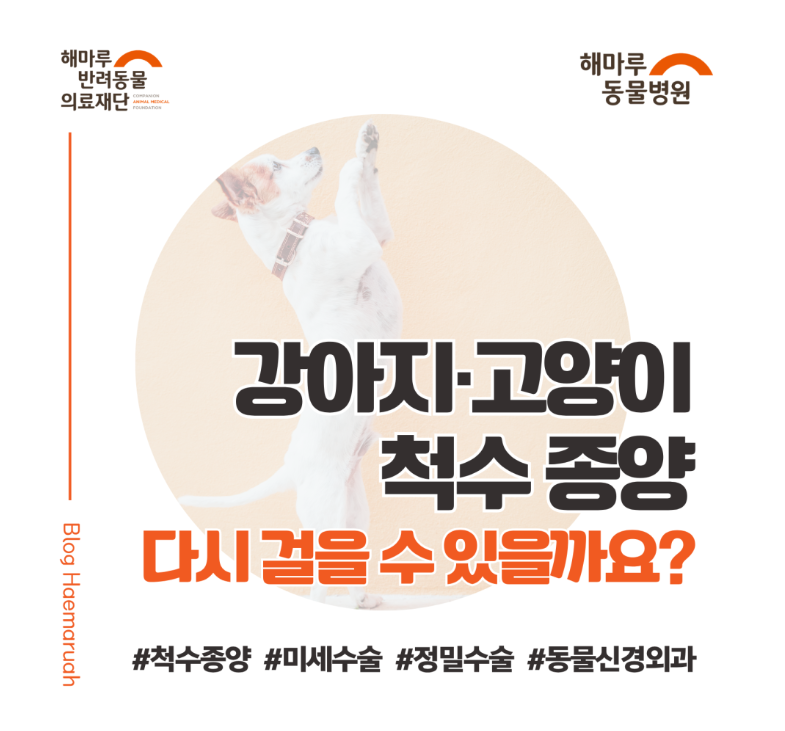 진료케이스 이미지